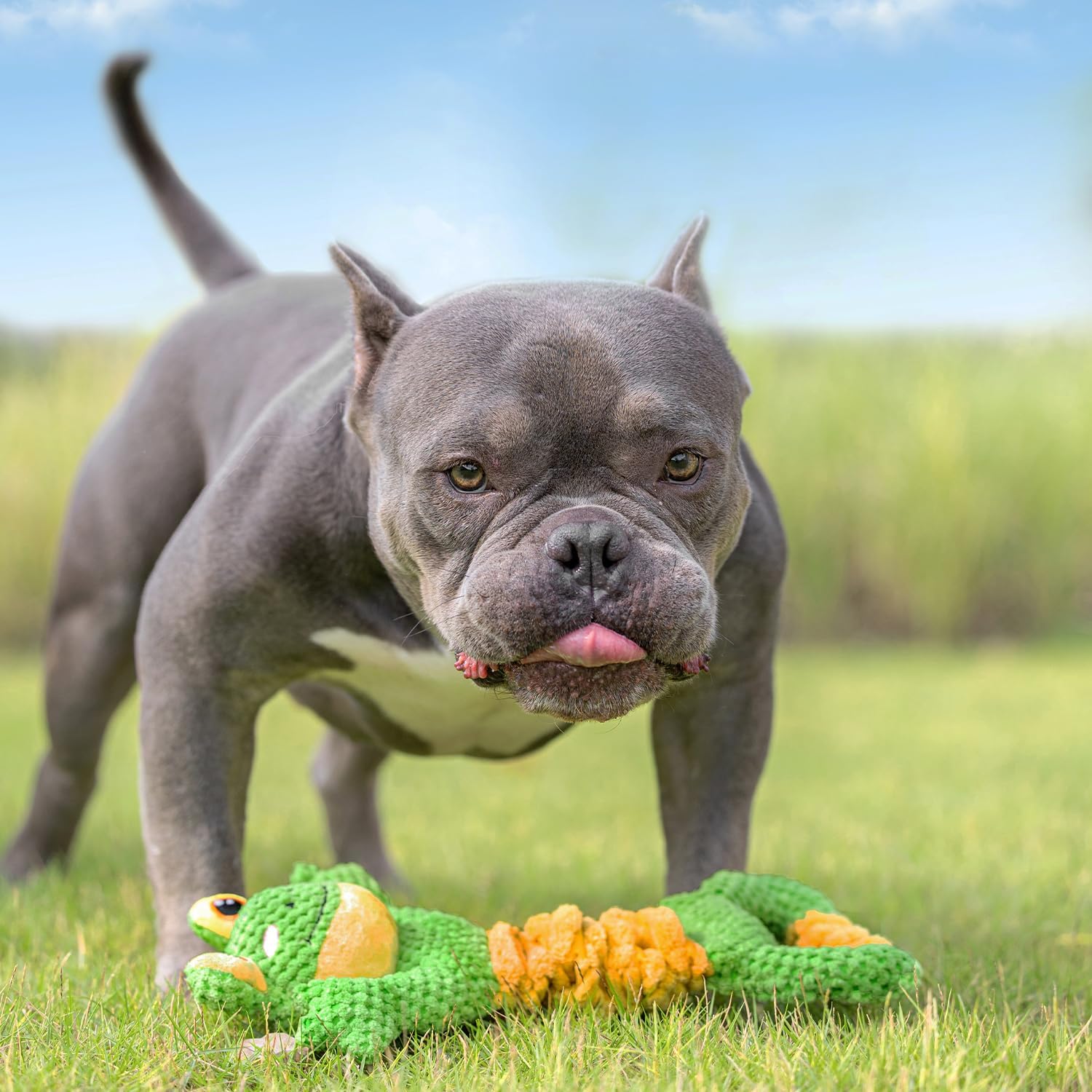 Sedioso Juguete chirriante para perro, juguete duradero para perros de raza grande, juguete interactivo para perros de tira y afloja, juguete de