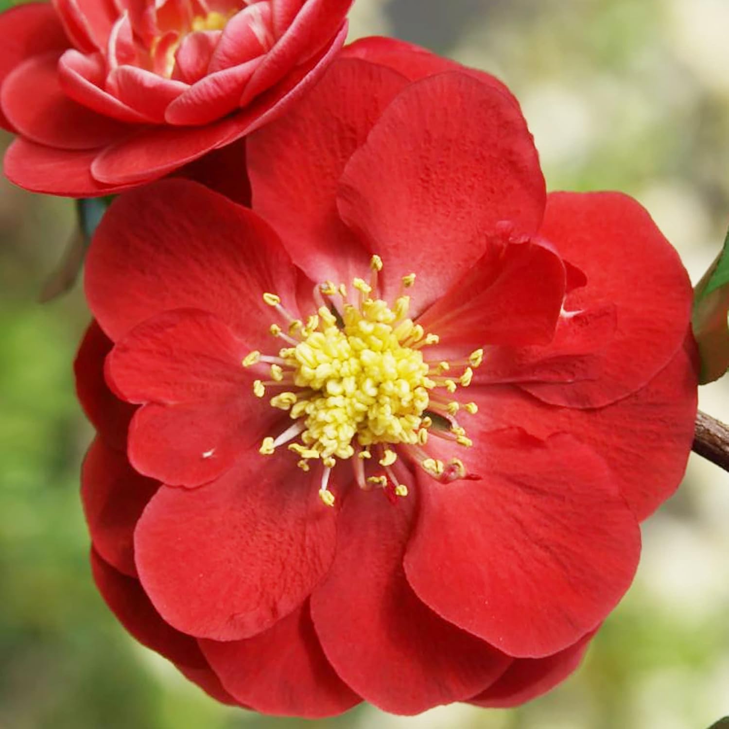 Chaenomeles Speciosa Seeds – Arbusto de hoja caduca de membrillo floreciente, fruta comestible para hacer conservas, gelatinas, salsas, resistencia