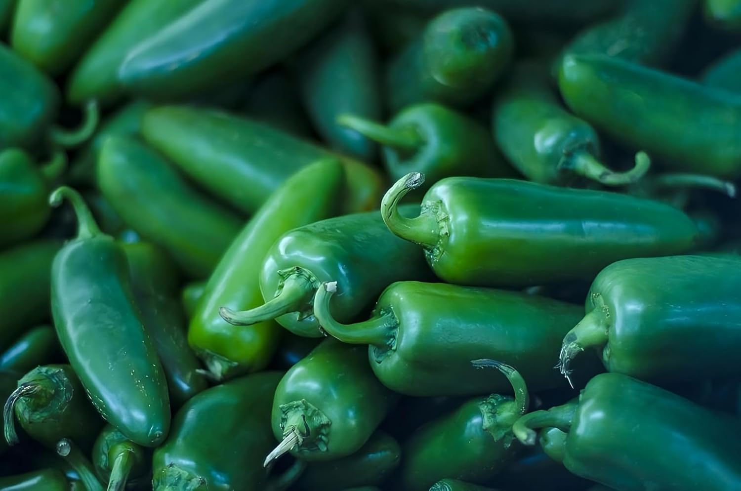 Seed Kingdom 100 Seeds – Jalapeño picante M Great Heirloom Vegetable