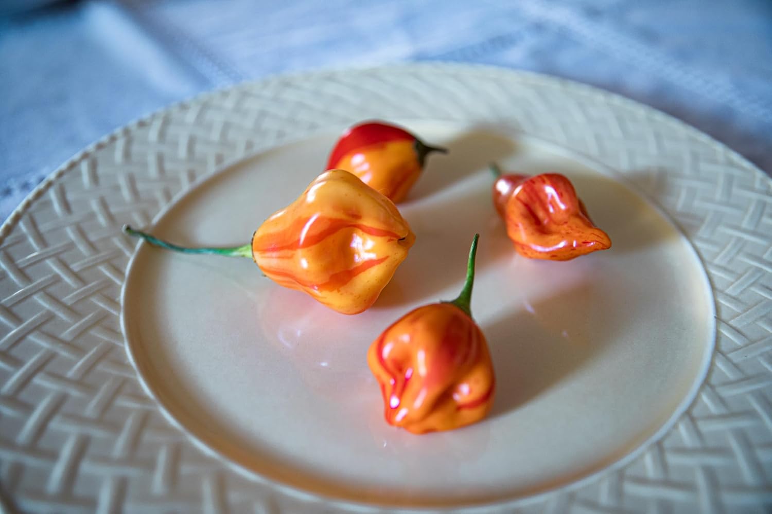 Aji Mandarina Tigre Rayas Rayado Tocino Heirloom Pepper Paquete de semillas prémium