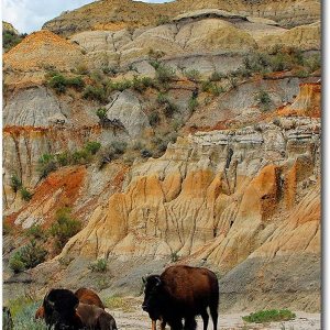 Theodore Roosevelt National Park North Dakota-Bisonte imán para nevera tamaño 2.5″ x 3.5″ Theodore Roosevelt National Park North Dakota-Bisonte imán para nevera tamaño 2.5″ x 3.5″