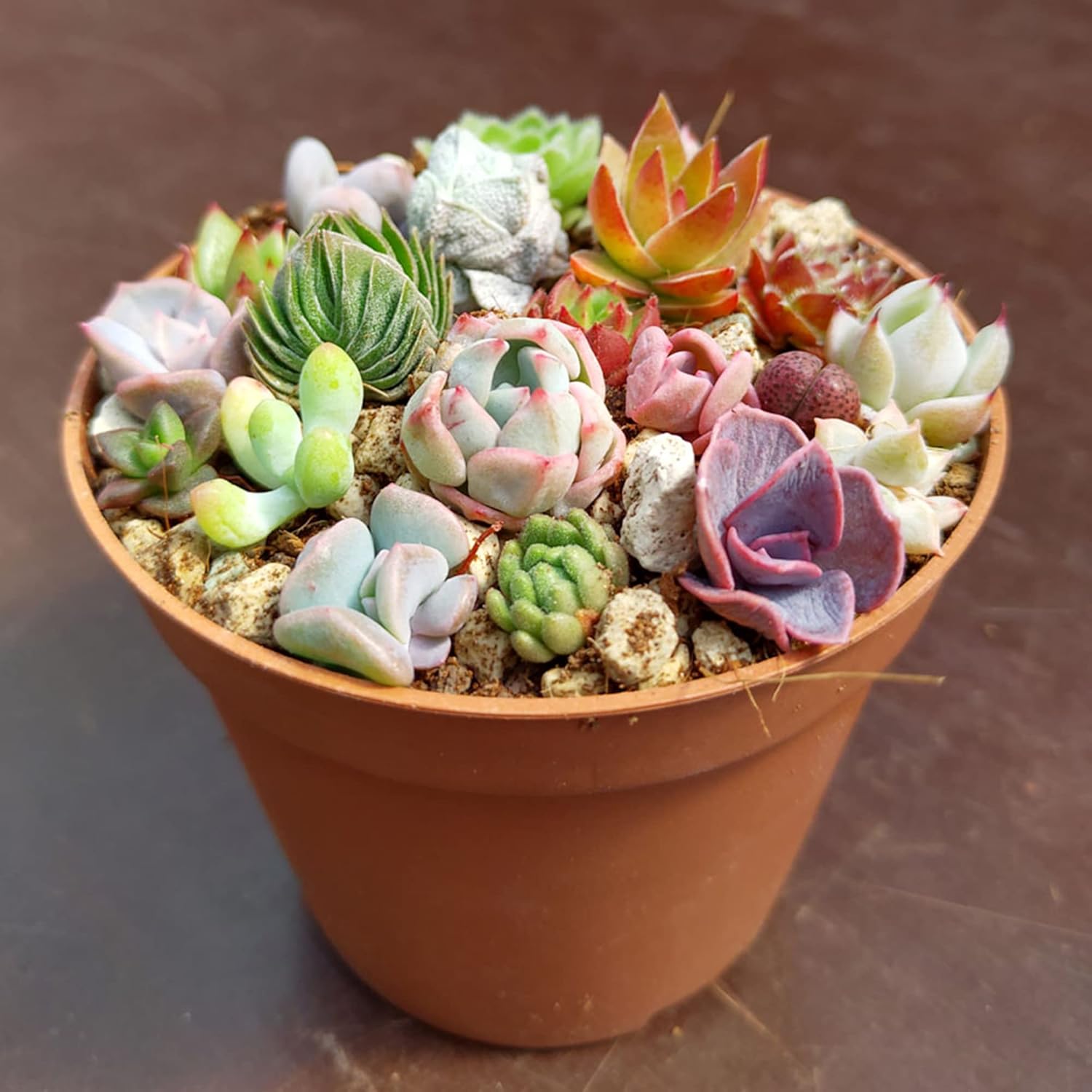 YEGAOL Garden – Semillas de plantas suculentas mixtas fáciles de cuidar, tolerantes a la sequía, decoración de jardín, macetas para interiores y