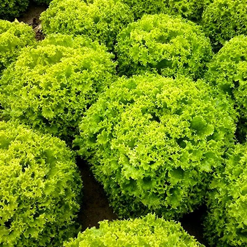 Lechuga de hoja rizada más de 1000 semillas para plantar sin OMG