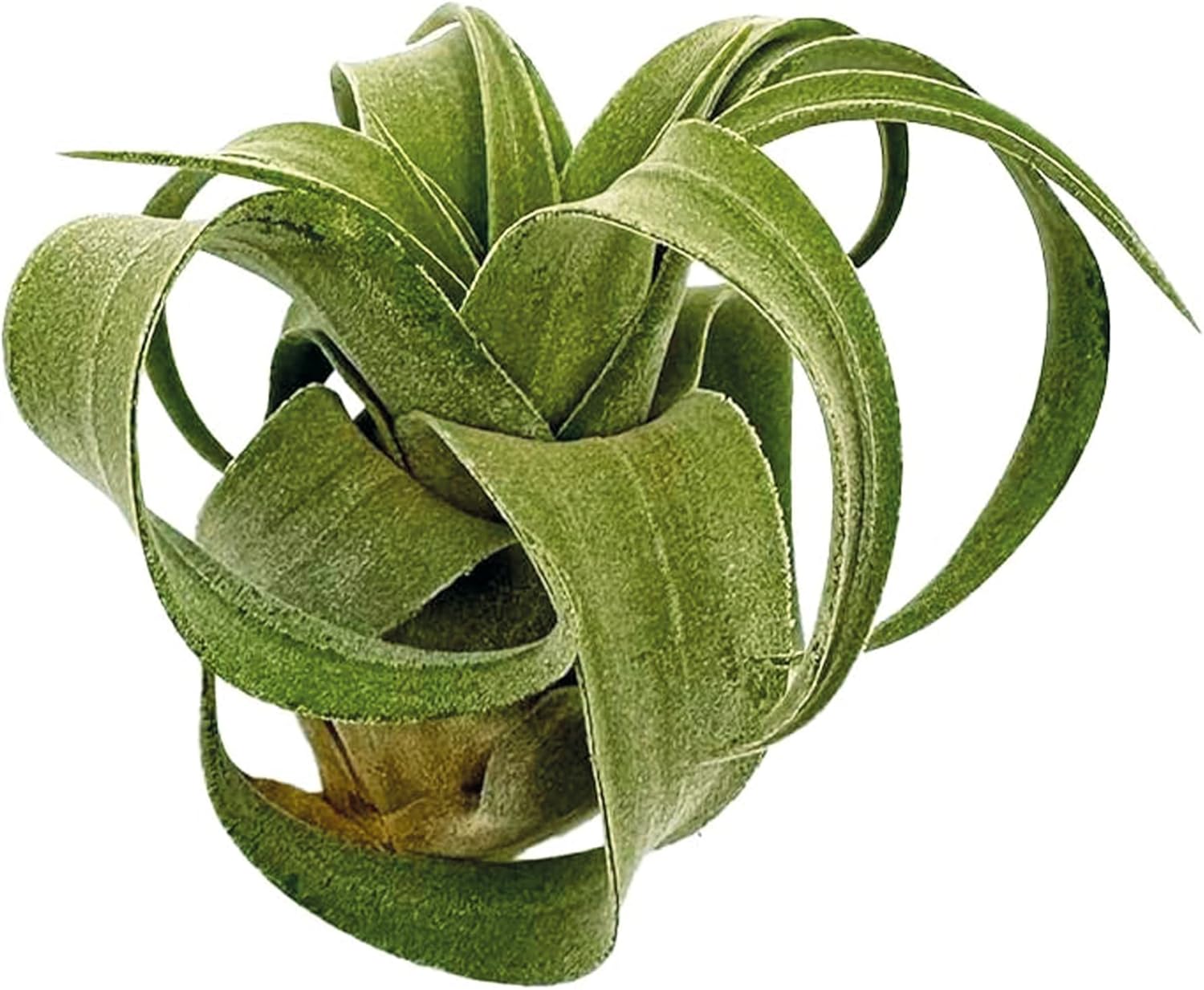 Plantas de aire vivo  Tillandsia Streptophylla grande  2 unidades de 3 a 5 pulgadas  Ideal para regalos y regalos, plantas de interior vivas y