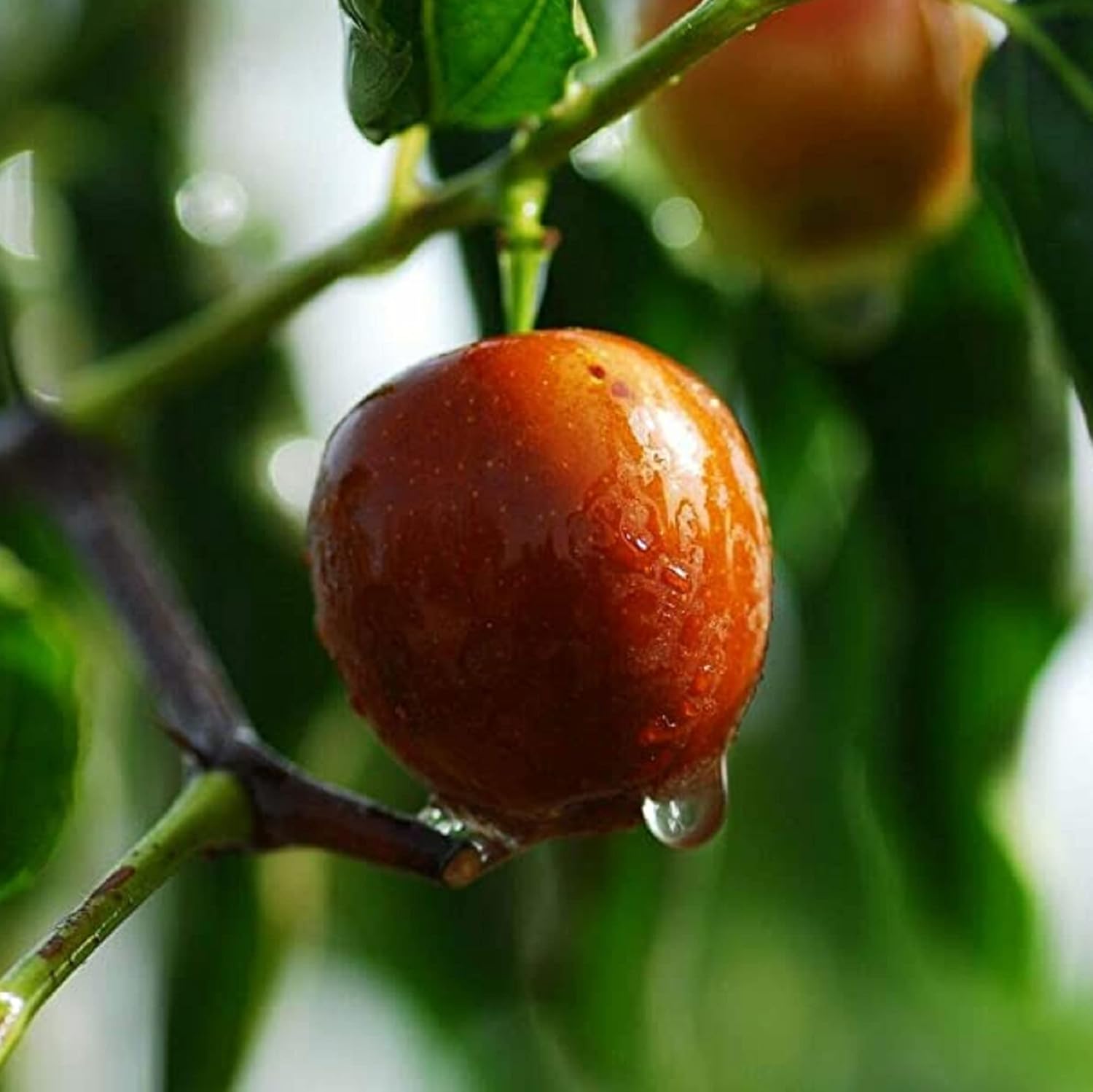 CHUXAY GARDEN Semillas de azufaifo indio 8 semillas Ziziphus mauritiana Árbol frutal tolerante a la sequía Fruta dulce comestible Gran regalo de
