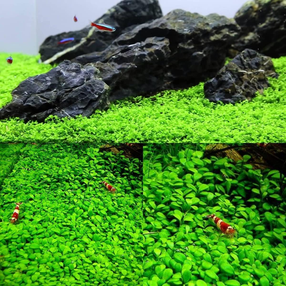 Paquete de 2 semillas de plantas de acuario vivas, plantas de hierba de agua, mini hojas, semillas de plantas de hierba de acuario, hierba de hoja