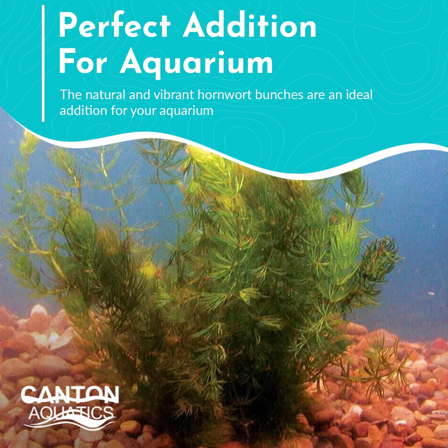 CANTON AQUATICS Live Aquarium 1 Hornwort – Excelente oxigenador – Planta fácil de mantener – Eliminación del exceso de nitratos – Promueve la alta