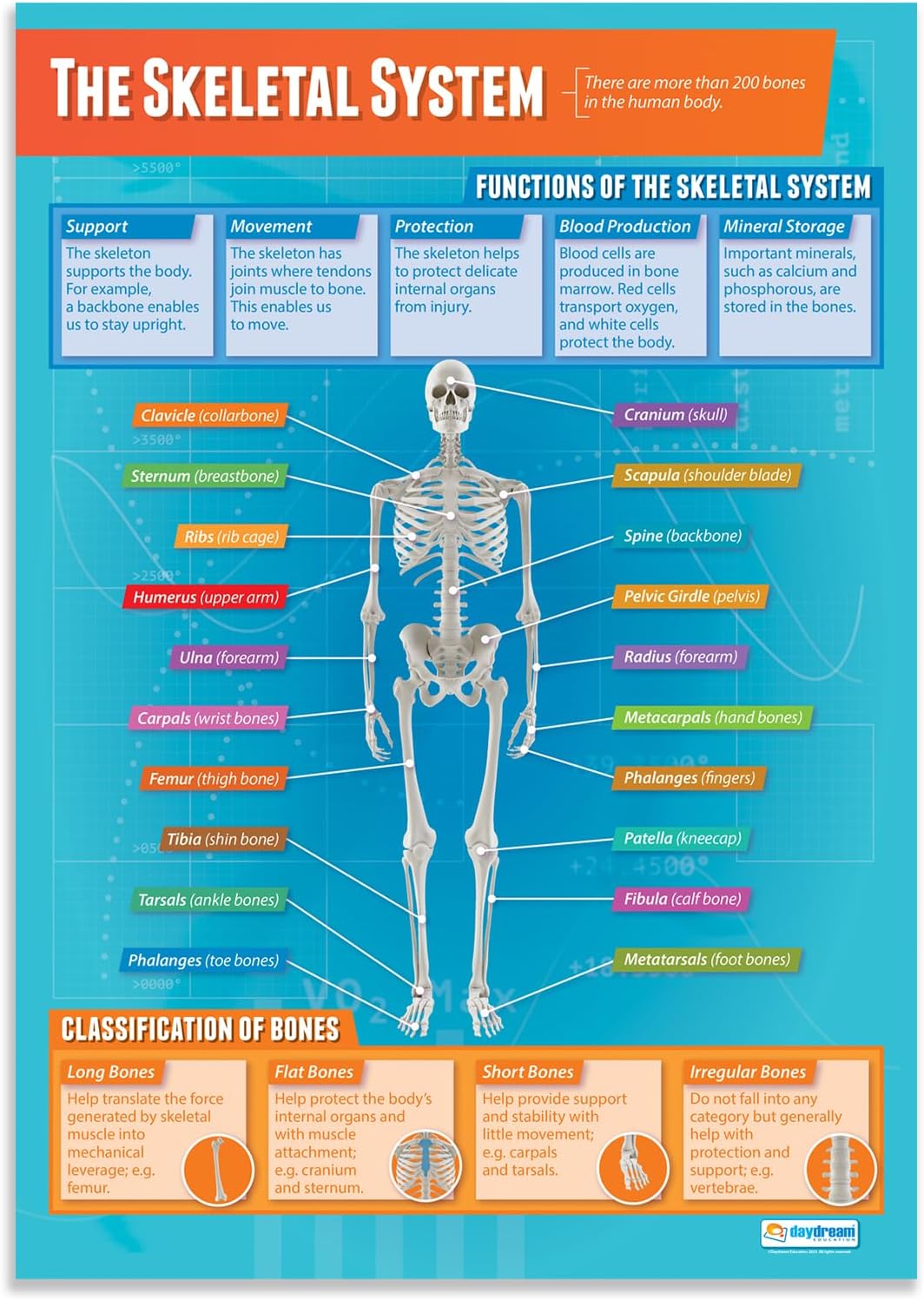Daydream Education Póster de The Skeletal System – Laminado – FORMATO GRANDE 33 x 23.5 pulgadas – Aula de Educación Física – Decoración – Gráficos