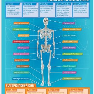 Daydream Education Póster de The Skeletal System – Laminado – FORMATO GRANDE 33 x 23.5 pulgadas – Aula de Educación Física – Decoración – Gráficos Daydream Education Póster de The Skeletal System – Laminado – FORMATO GRANDE 33 x 23.5 pulgadas – Aula de Educación Física – Decoración – Gráficos