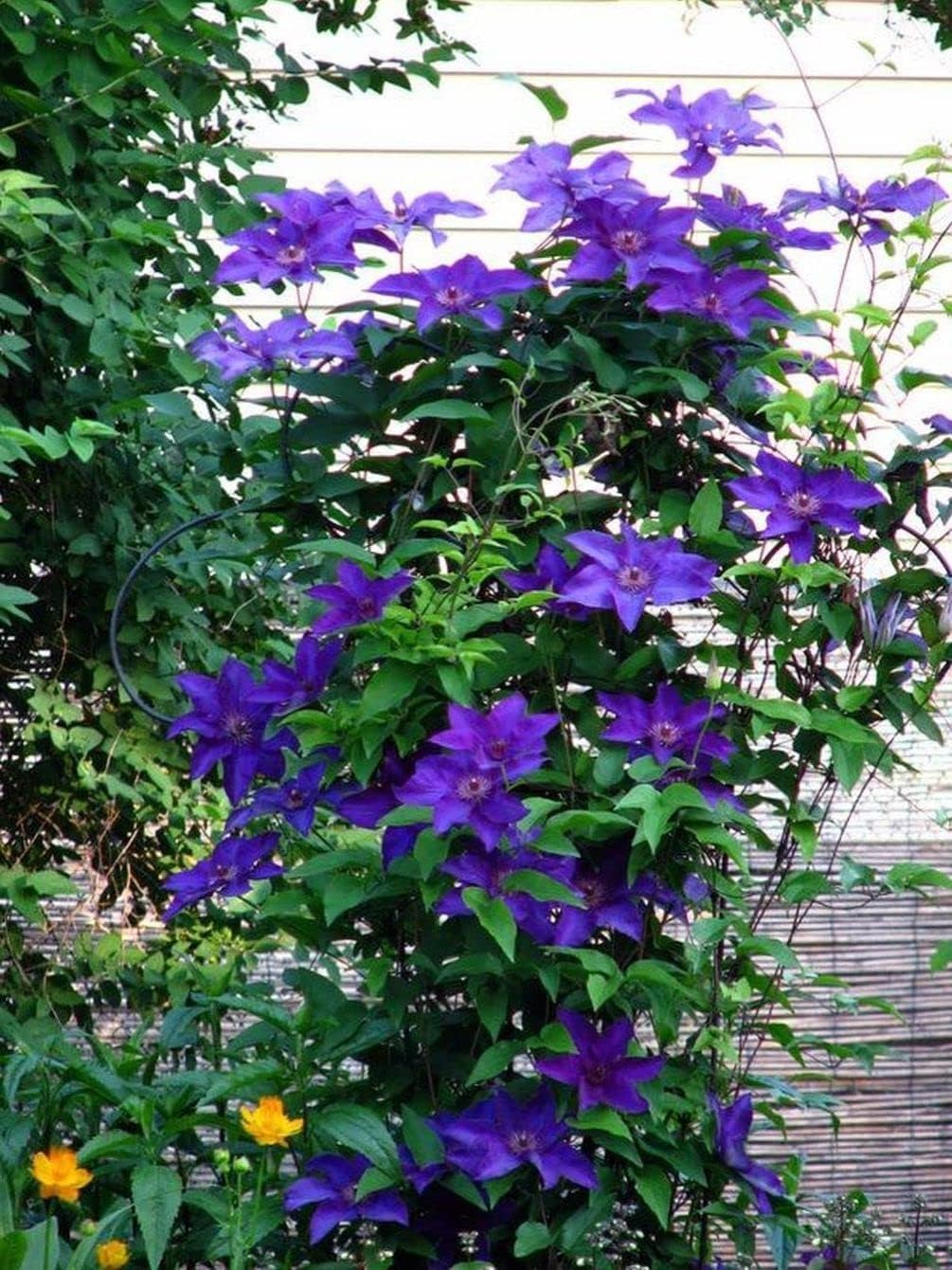 20 piezas de semillas mixtas de clemátide de flores de vid perennes