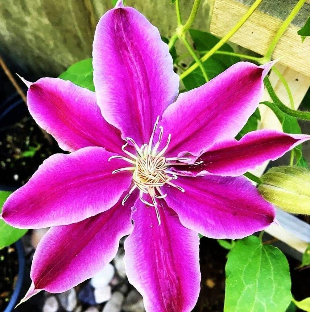 Clematis Mixed Colors 20Seeds Wonderful Blooms 20+ Semillas de vid perennes (Clematis 1)