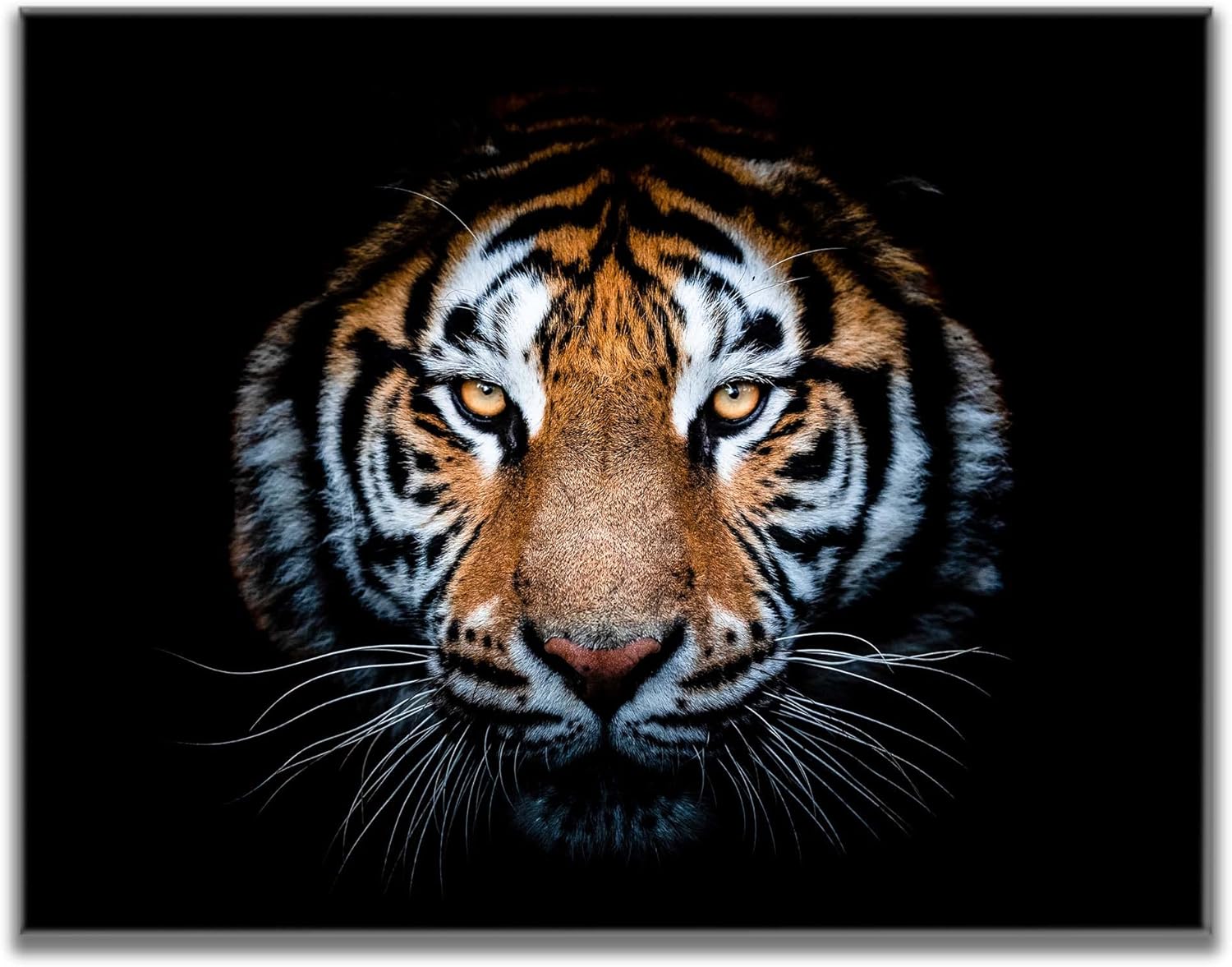Impresión en lienzo de cabeza de tigre (36 x 48 x 1.25 pulgadas)