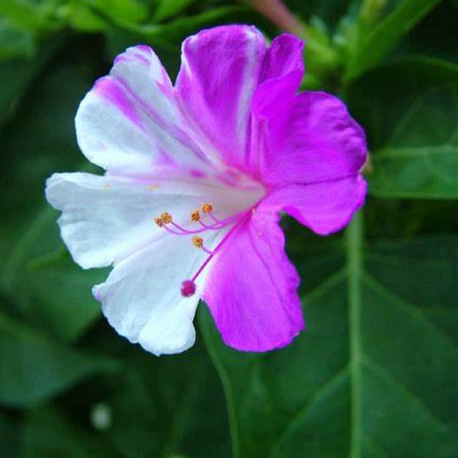 CHUXAY GARDEN 25 semillas de mirabilis de Jalapa de color morado claro, Marvel of Peru, flores fuertes de olor dulce y altamente fragantes que