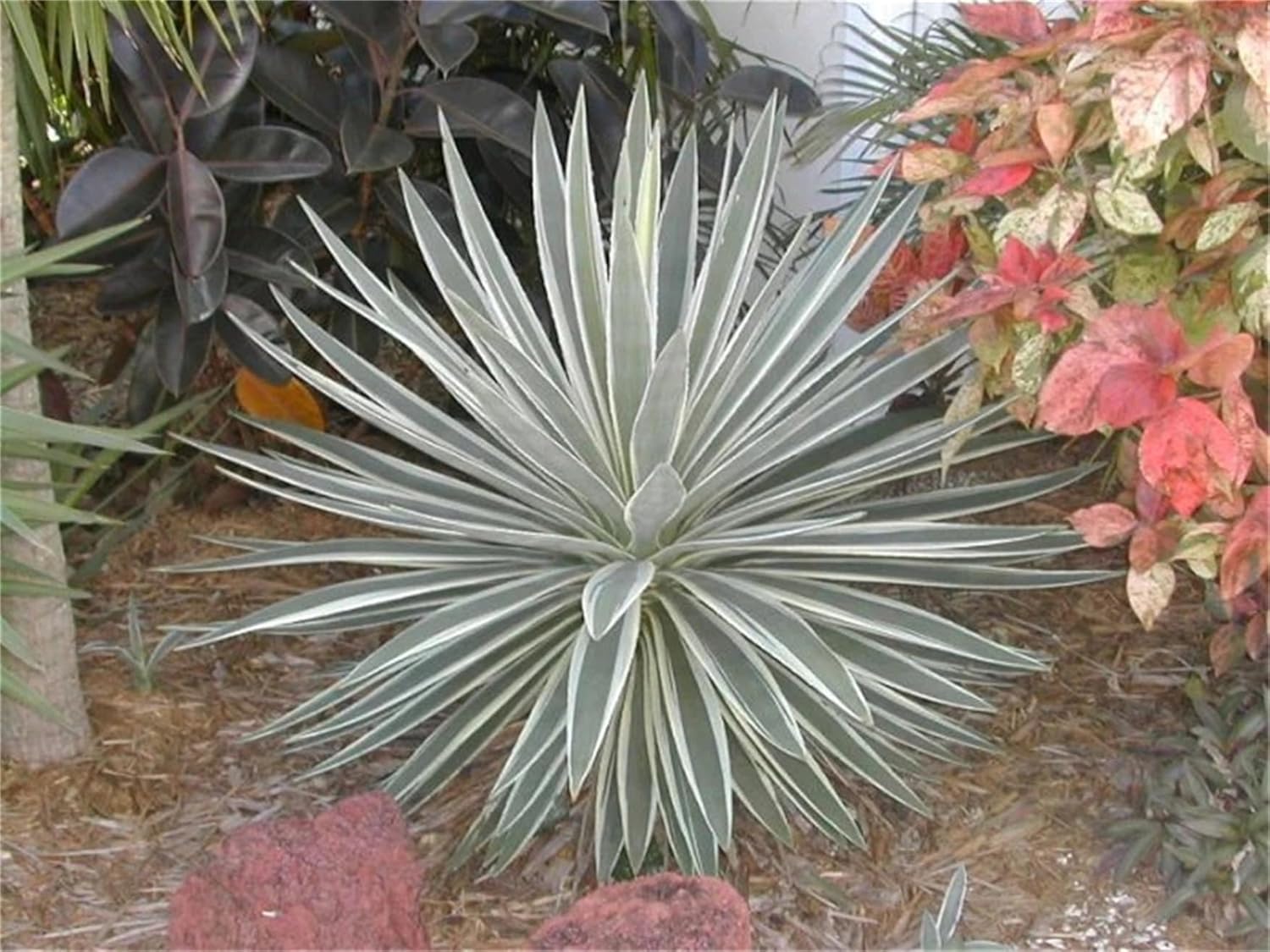Semillas de árbol de plantas raras Agave Angustifolia Marginata 30 Semillas  Cactus abigarrado resistente Suculenta