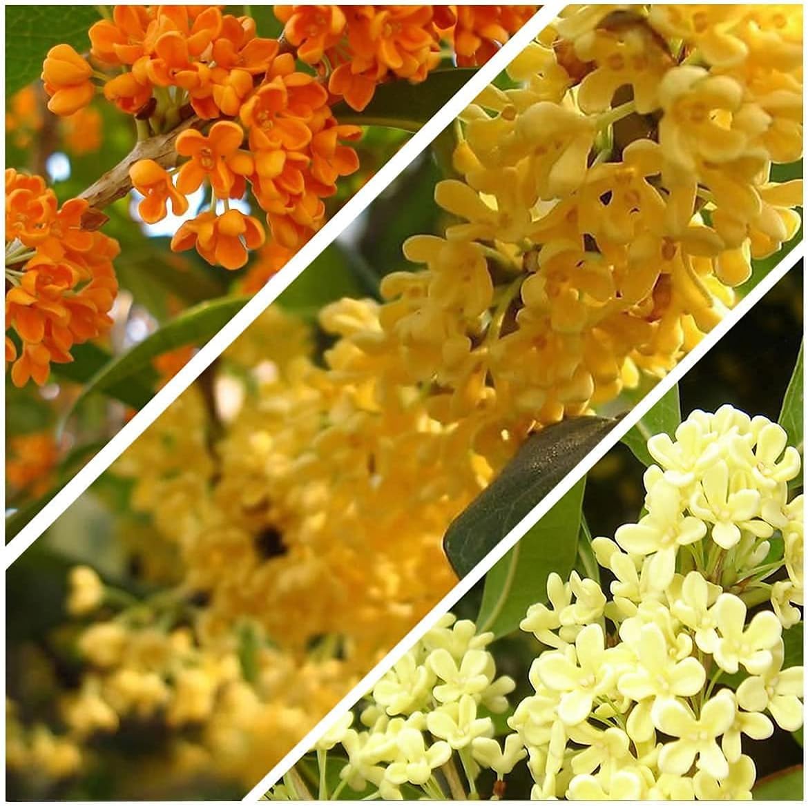100pcs Osmanthus Fragrans Sweet Olive Mix Seeds Uno de los árboles más fragantes