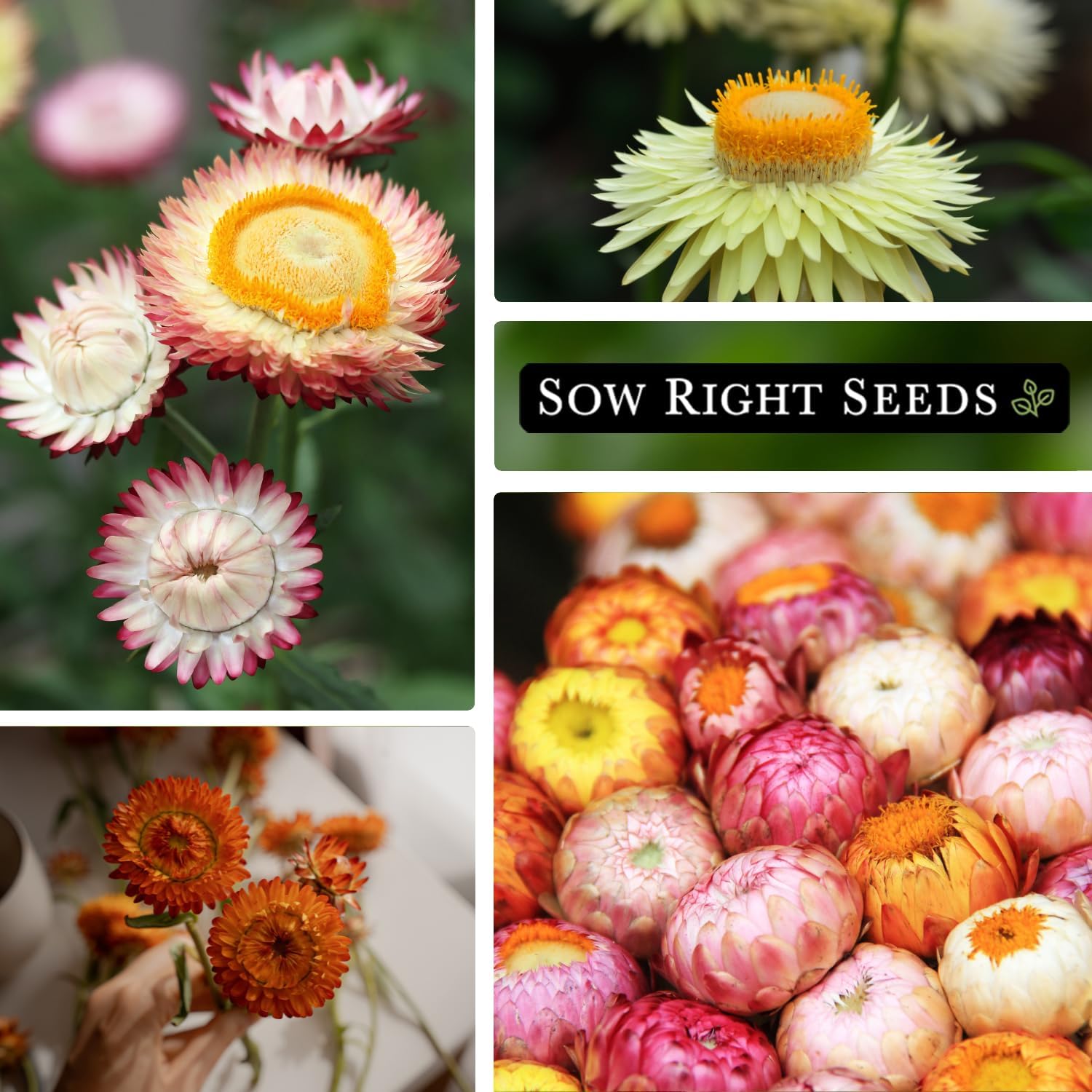 Sow Right Seeds – Semillas altas de fresa mixta – Paquete de reliquia sin OMG con instrucciones para cultivar – Hermoso para plantar en tu jardín de