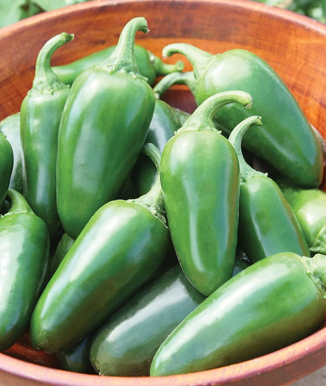 Semillas de pimiento jalapeño a granel para plantar – 500 semillas – Pimienta versátil para comer y condimentar. Fabricado en Estados Unidos