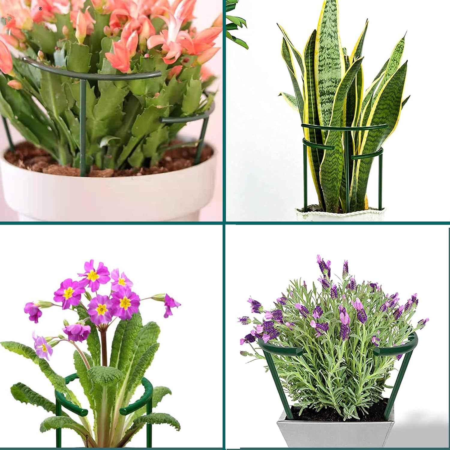 Soporte para plantas de interior y exterior, soporte para plantas pequeñas, medio redondo para plantas en maceta, estacas de plástico con 20 clips