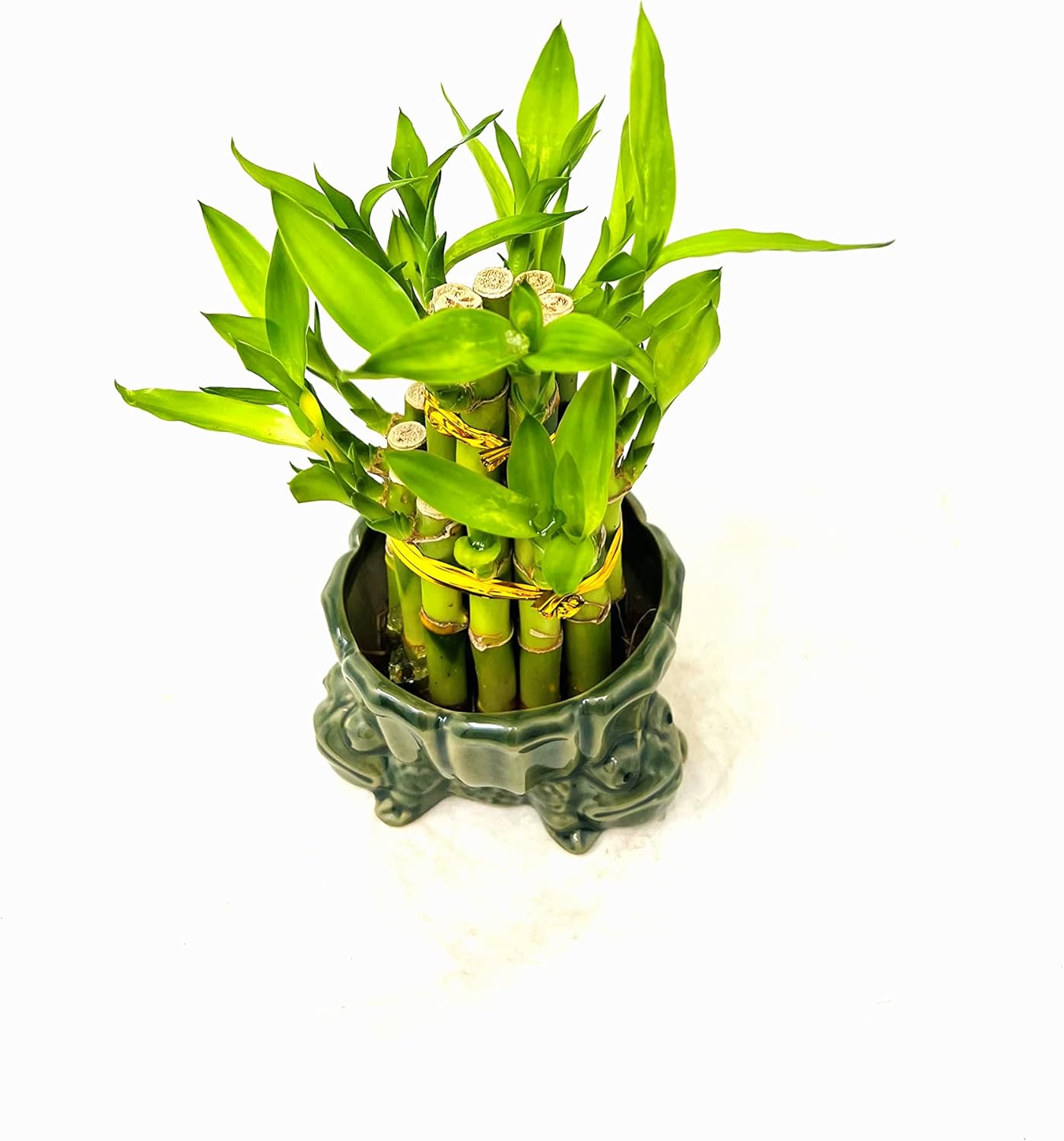 Jarrón con soporte de rana de bambú de la suerte de dos niveles de 3 y 5 color verde
