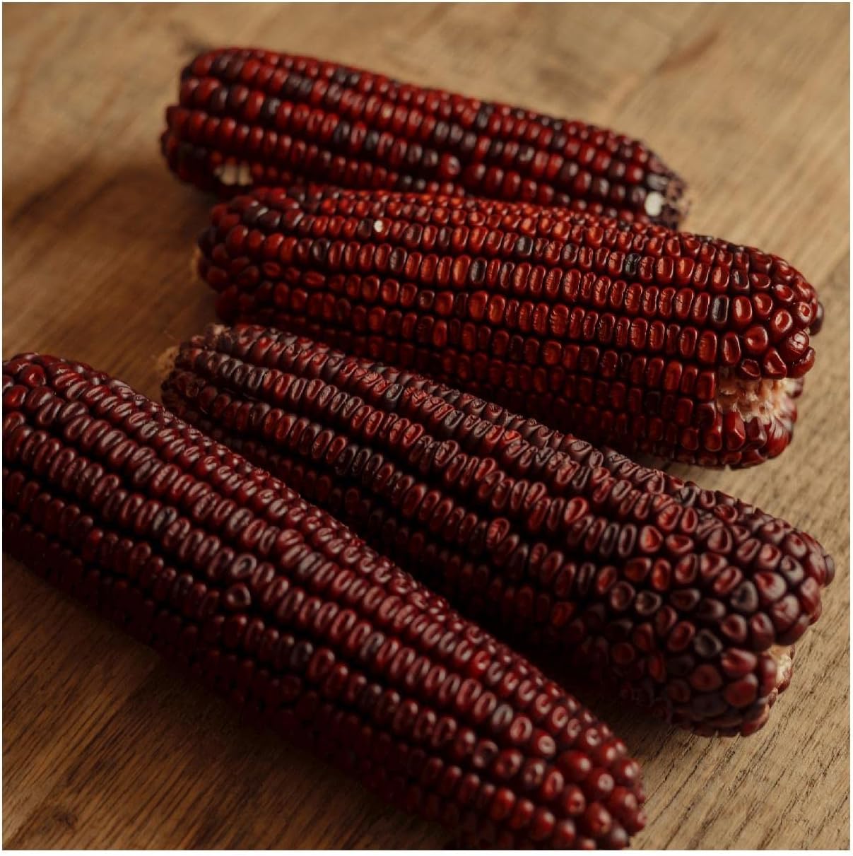 Everwilde Farms – Semillas de maíz ornamentales de carnicero sangriento orgánico de 1 onza – Paquete Gold Vault
