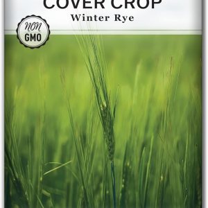 Sow Right Seeds – Semilla de centeno de invierno para plantar – Cubra los cultivos para plantar en el huerto de su hogar – Enriquece el suelo y Sow Right Seeds – Semilla de centeno de invierno para plantar – Cubra los cultivos para plantar en el huerto de su hogar – Enriquece el suelo y