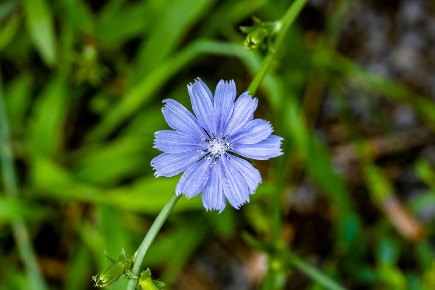 Semillas de achicoria – Cichorium intybus – 28K Seeds, 1 oz – B207