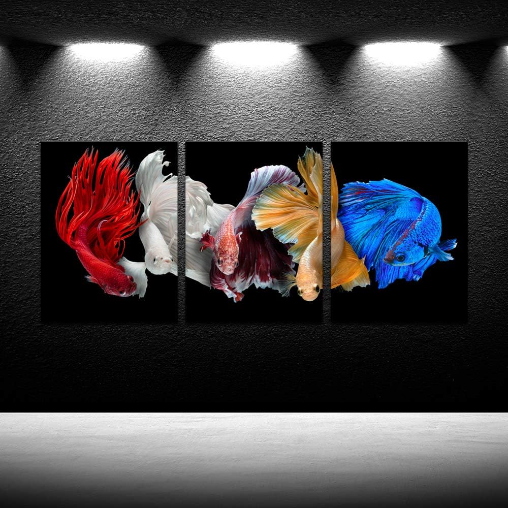 iKNOW FOTO Cinco impresiones en lienzo de peces betta siameses aislados sobre fondo negro, arte de pared, hermoso movimiento, macro, foto, giclée,