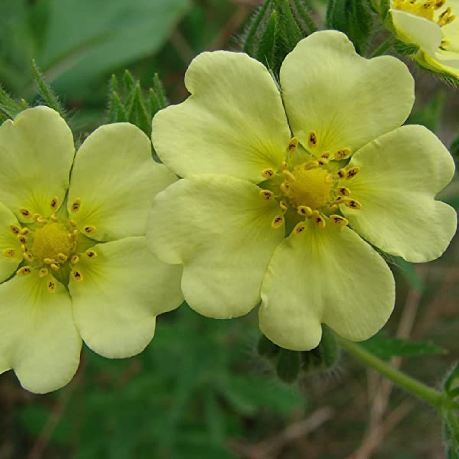 CHUXAY GARDEN 30 semillas Bigflower Cinquefoil ‘Potentilla Fissa’, frondoso Cinquefoil Precioso paisaje de flores amarillas rocas que crece en