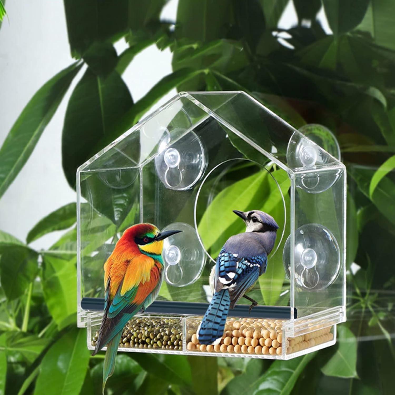 Comederos para pájaros de ventana, comederos de plástico transparente con 4 ventosas fuertes, bandeja deslizante y agujeros de drenaje para