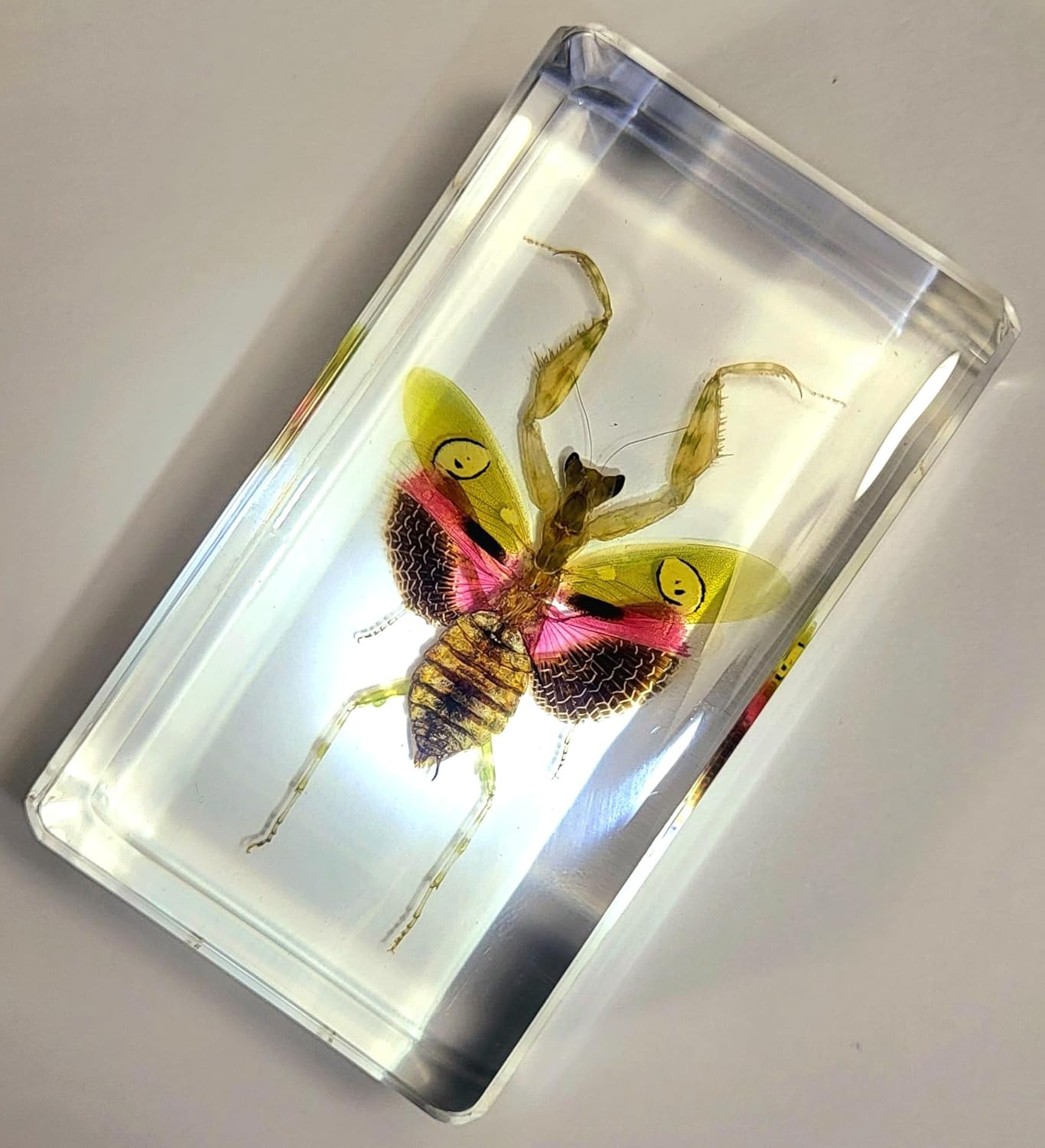 Mantis de flores auténticas joyas de 2.9 pulgadas en resina de lucite cristalina, espécimen preservado de creobroter gemmatus insecto colección de