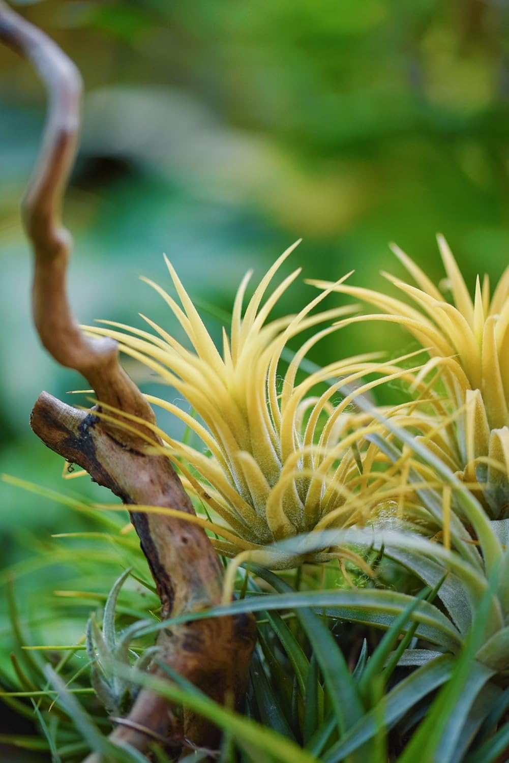 Air Plants Live – Decoración para el hogar y el jardín – Plantas de casa vivas – Fácil cuidado (6 piezas)