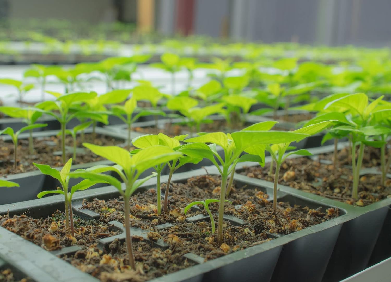 Pepper Joe’s Felicity – Semillas de pimiento  Paquete de 10 semillas de jalapeño sin calor  Cultivadas en Estados Unidos  Semillas de jalapeño dulce