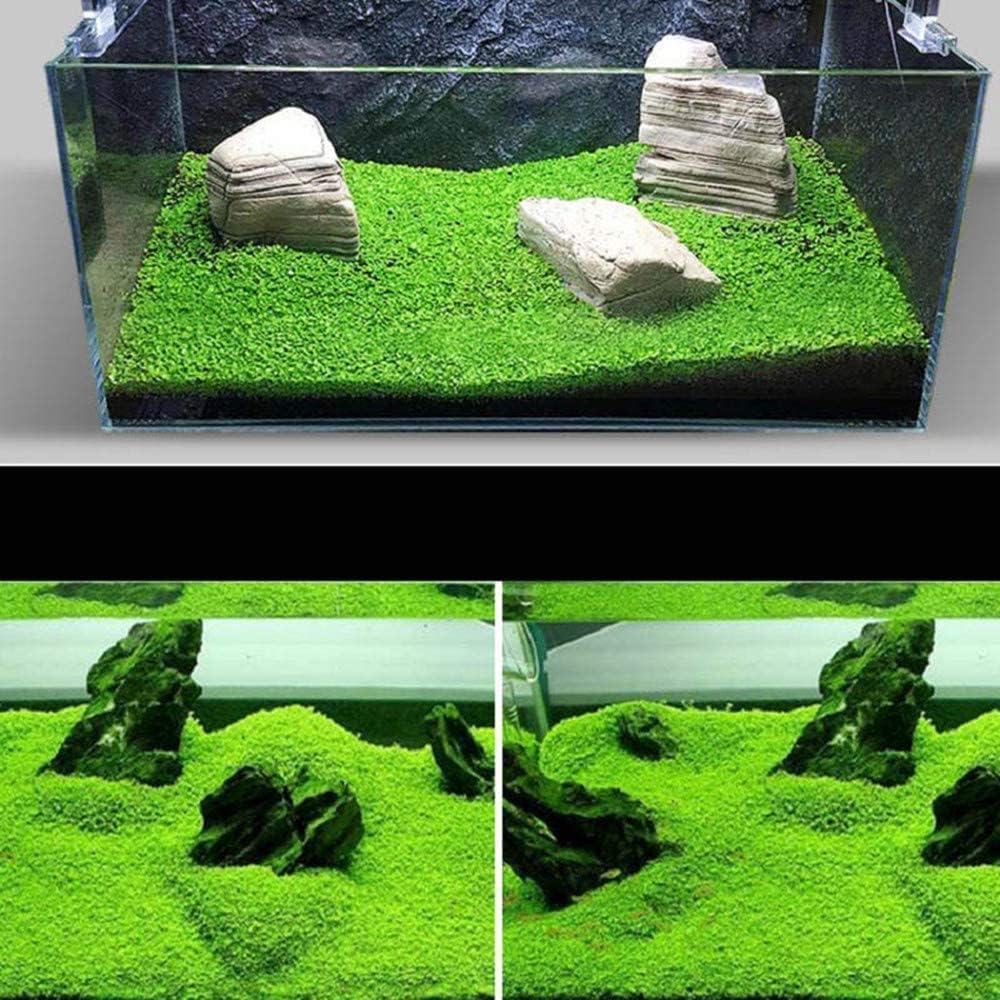Paquete de 2 semillas de plantas de acuario vivas, plantas de hierba de agua, mini hojas, semillas de plantas de hierba de acuario, hierba de hoja