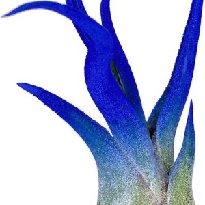 Caput Medusae de colores, planta de aire vivo, llegada saludable garantizada, gran planta de aire interior, decoración del hogar y regalo, Caput Medusae de colores, planta de aire vivo, llegada saludable garantizada, gran planta de aire interior, decoración del hogar y regalo,