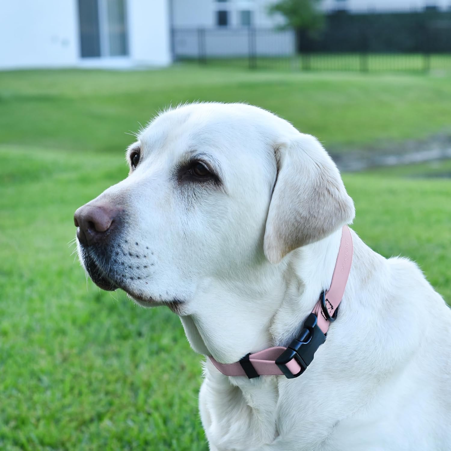 Dogline Biothane – Collar impermeable para perro con hebilla de liberación rápida, resistente cincha de nailon recubierta con resistente y a prueba