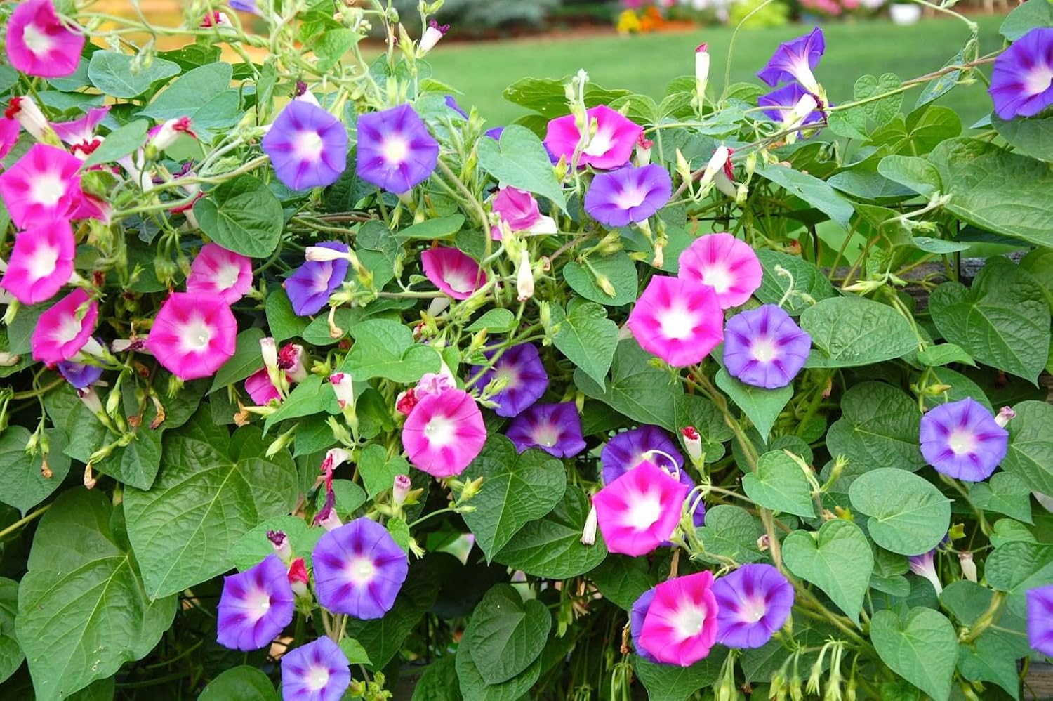 Seeds4planting – Semillas Morning Glory Purple Mix Ipomoea Flores anuales