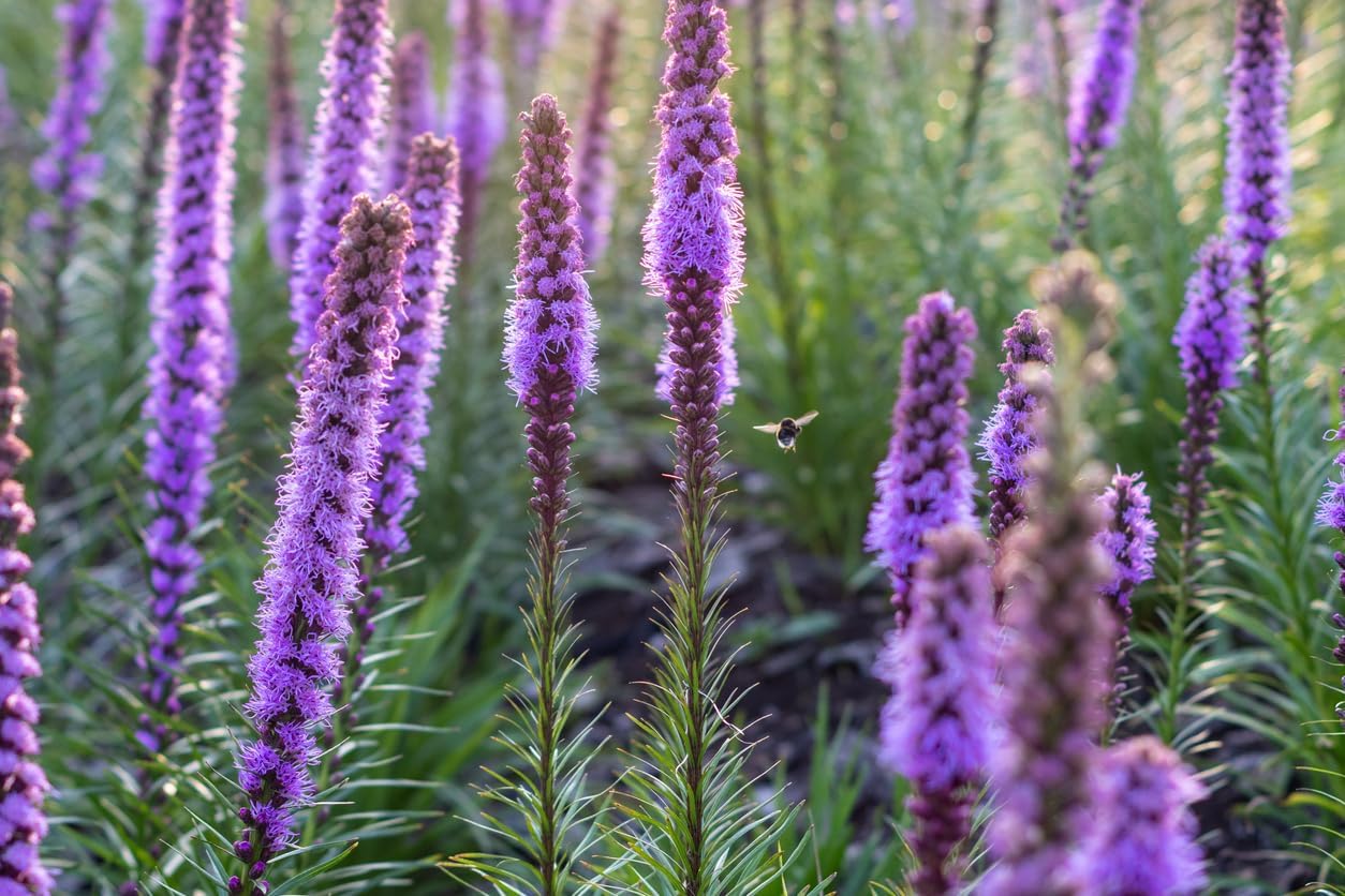 White Liatris Spicata – 10 bombillas – Estrella ardiente