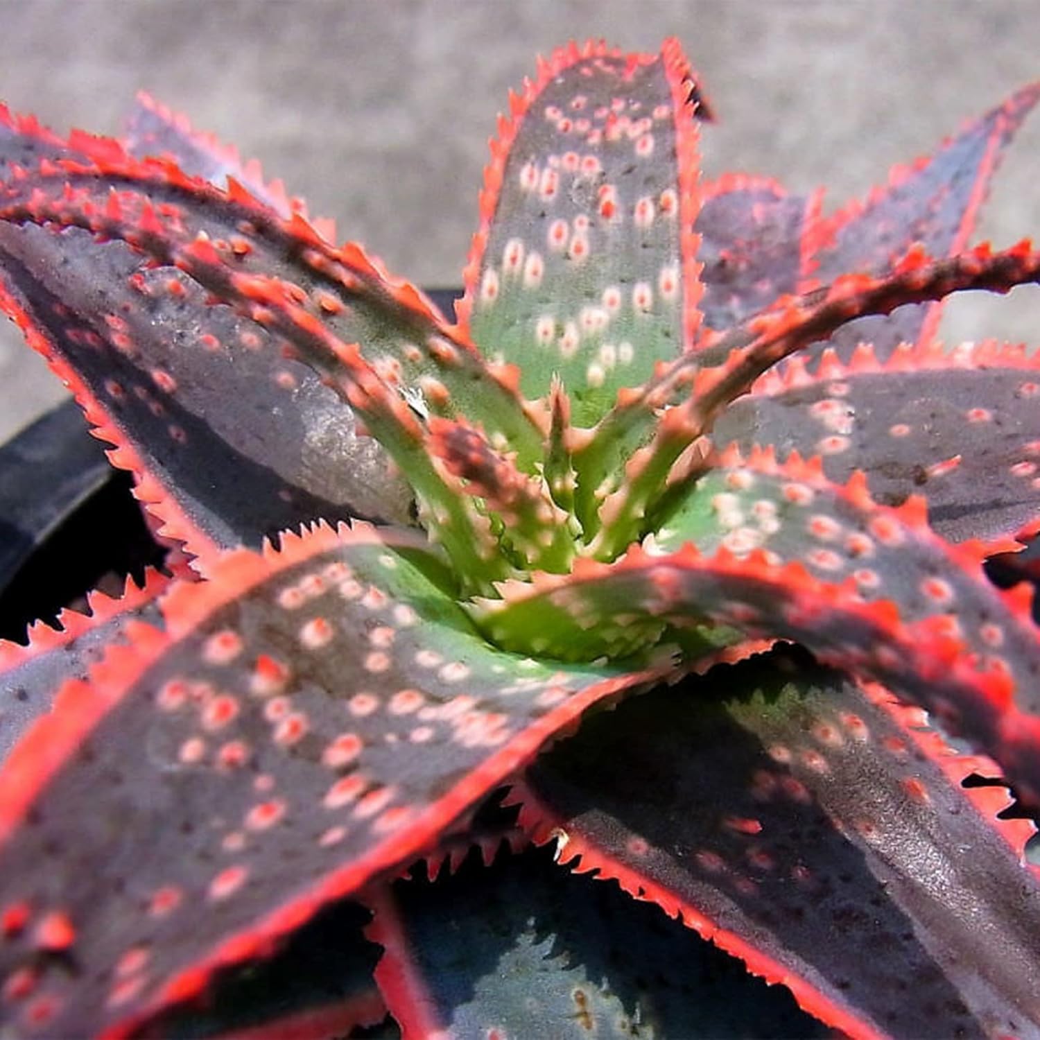 QAUZUY GARDEN Semillas de aloe vera mezcladas con 100 semillas de plantas suculentas exóticas perennes, llamativa planta suculenta fragante, bajo