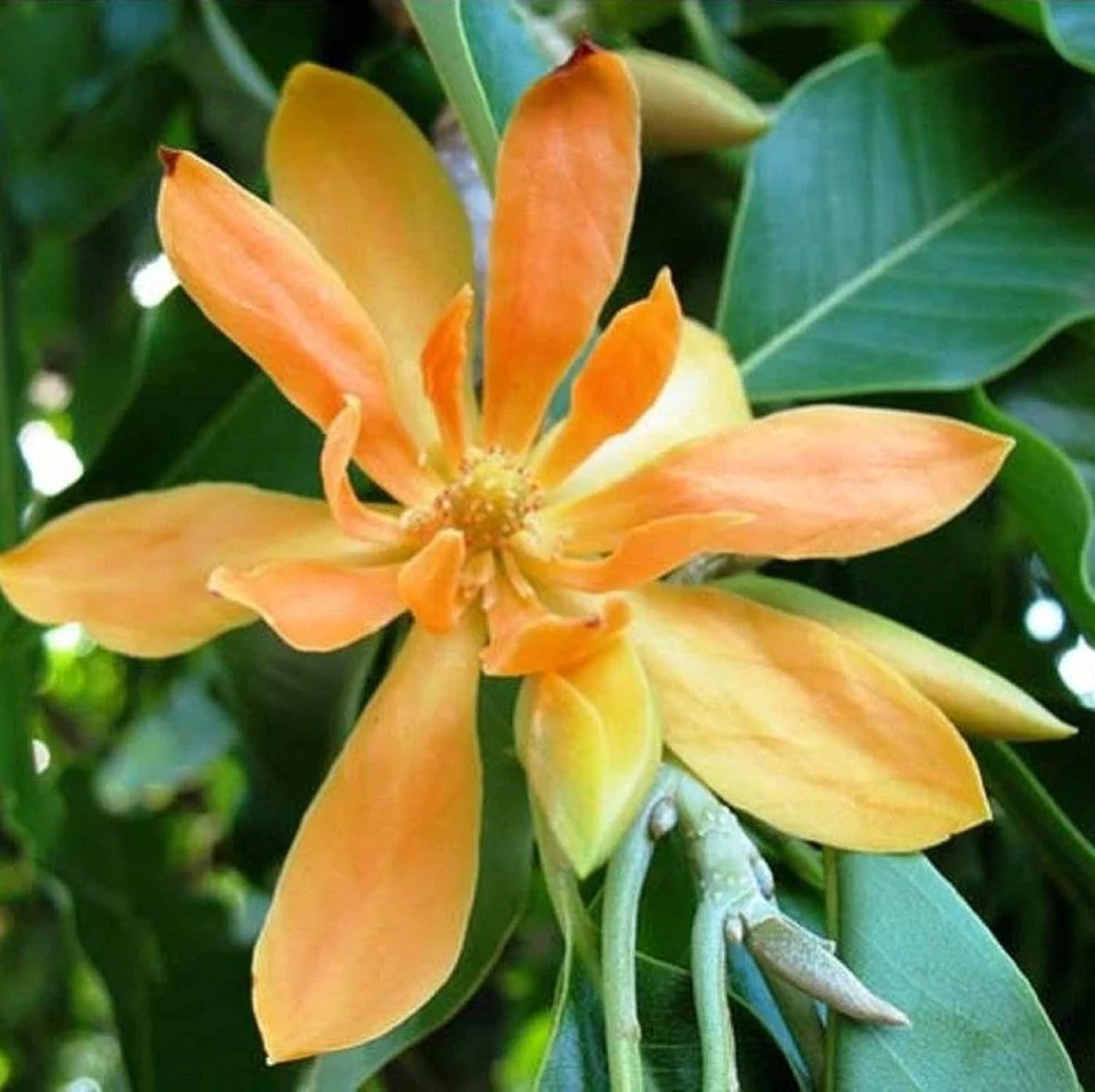 CHUXAY GARDEN Magnolia Champaca Seed 5 Semillas Champak Tree Magnolia Tree Semillas de flores amarillas altamente fragantes para plantar, grandes