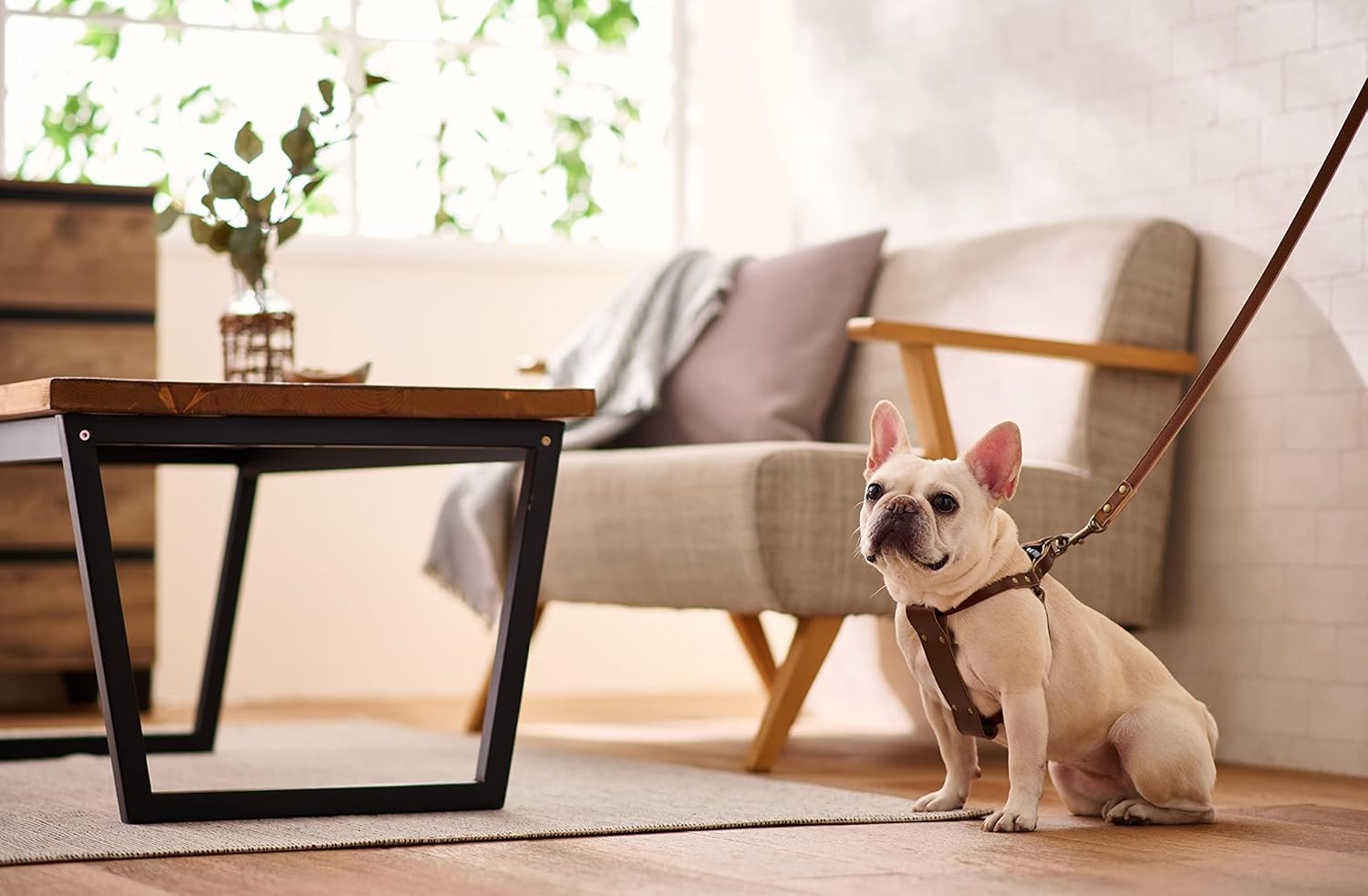 BONBI ALCON Tochigi – Arnés de piel para perros medianos, marrón, talla M, fabricado en Japón