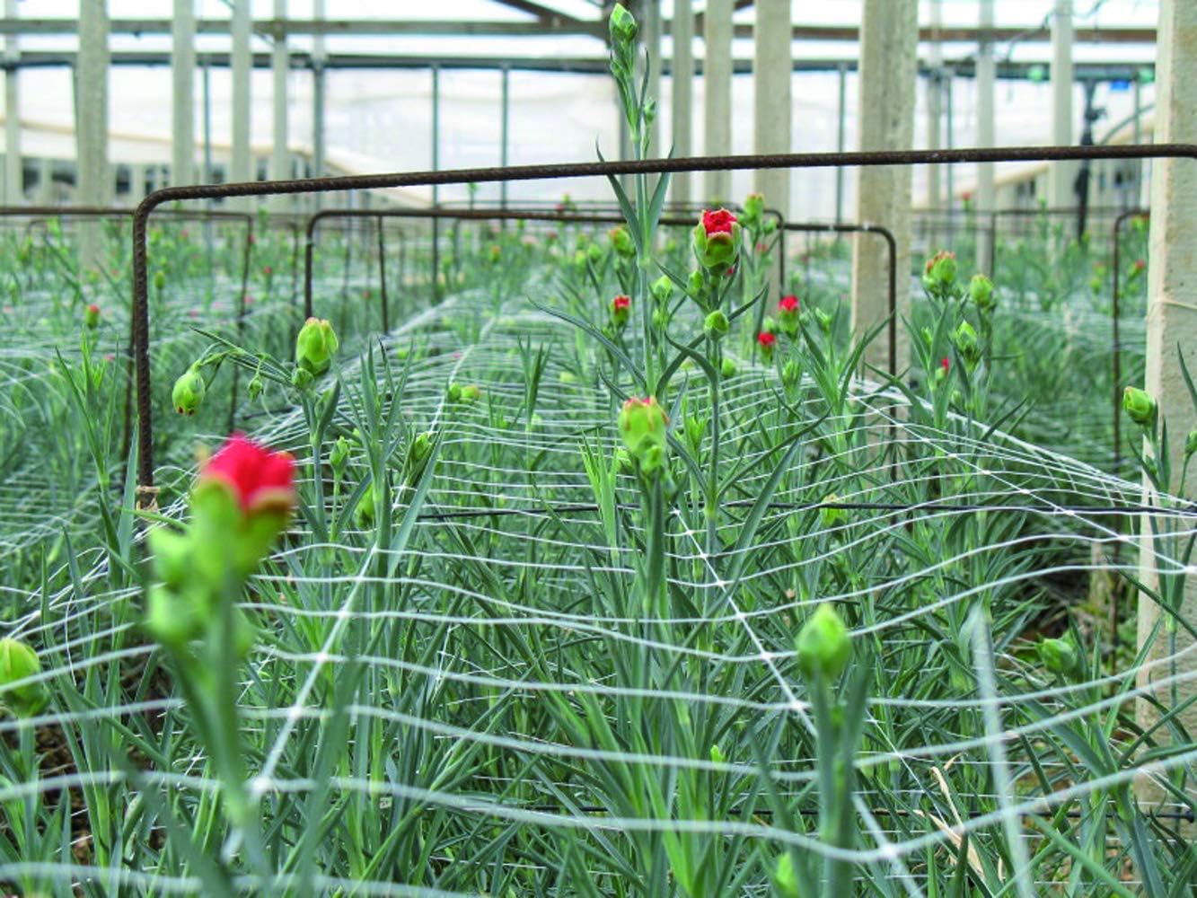 Tenax Hortonova Plant Trellis Net Lm, 67 pulgadas x 328 pies, color blanco