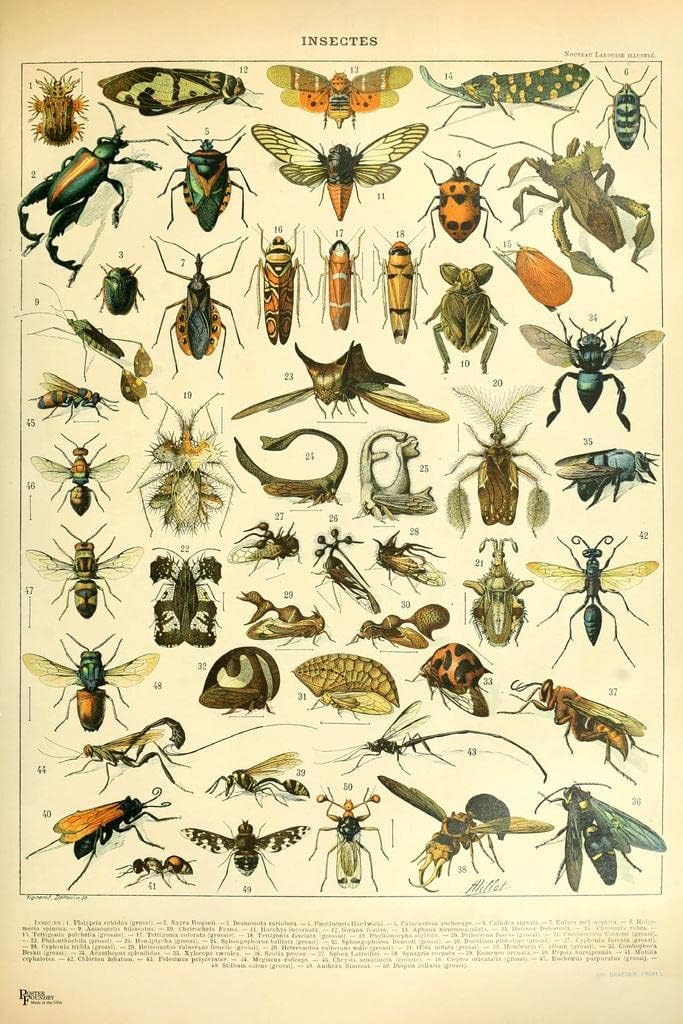 Insectos laminados, insectos, insectos, abejas, avispas, cottagecore, decoración de habitación, placa de libro retro, botánica, naturaleza, animal,