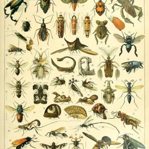 Insectos laminados, insectos, insectos, abejas, avispas, cottagecore, decoración de habitación, placa de libro retro, botánica, naturaleza, animal, Insectos laminados, insectos, insectos, abejas, avispas, cottagecore, decoración de habitación, placa de libro retro, botánica, naturaleza, animal,