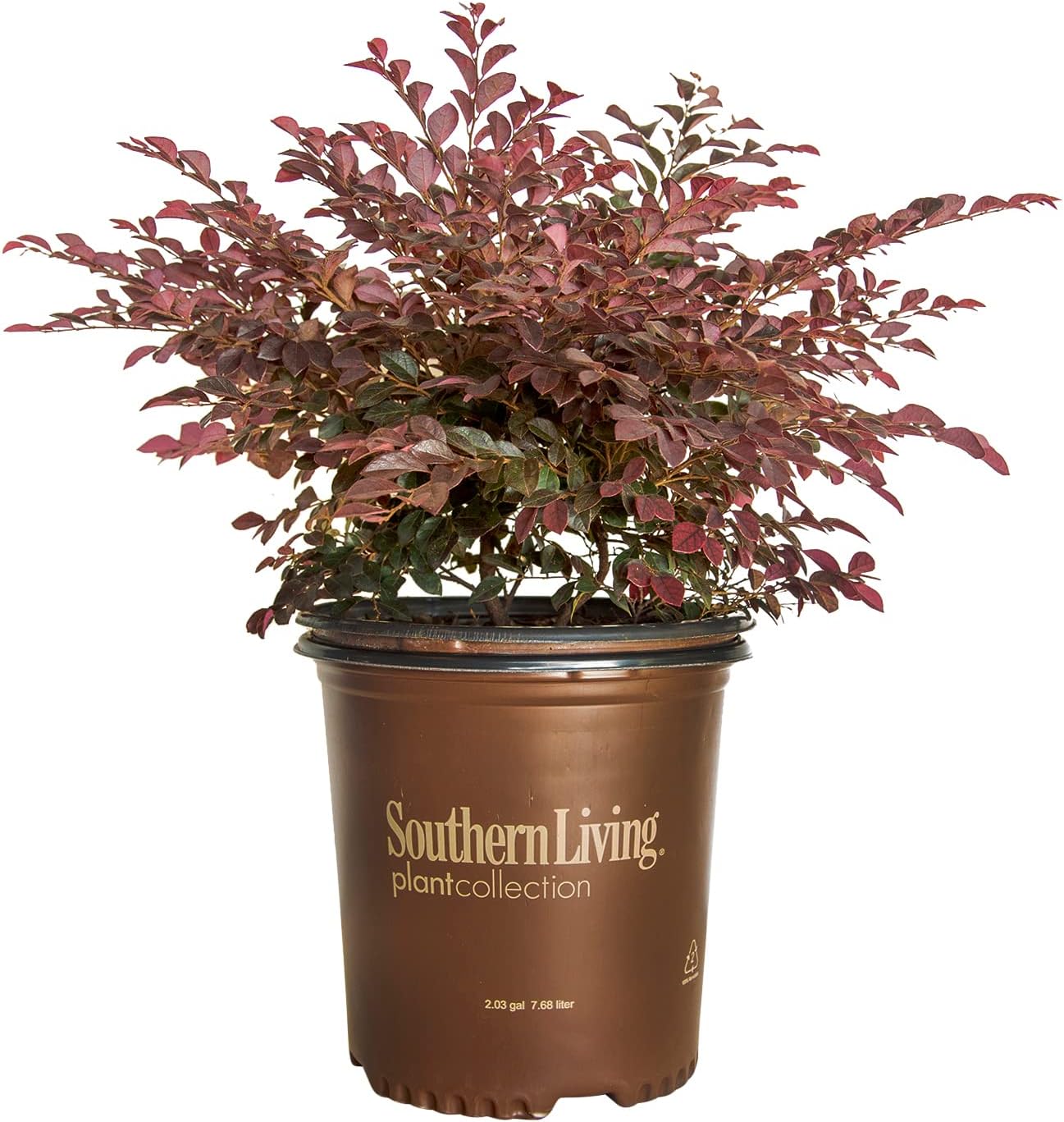 Purple Daydream – Loropetalum enano (2 galones) arbusto de hoja perenne compacto con flores rosadas, pleno sol a parcial, planta viva al aire libre