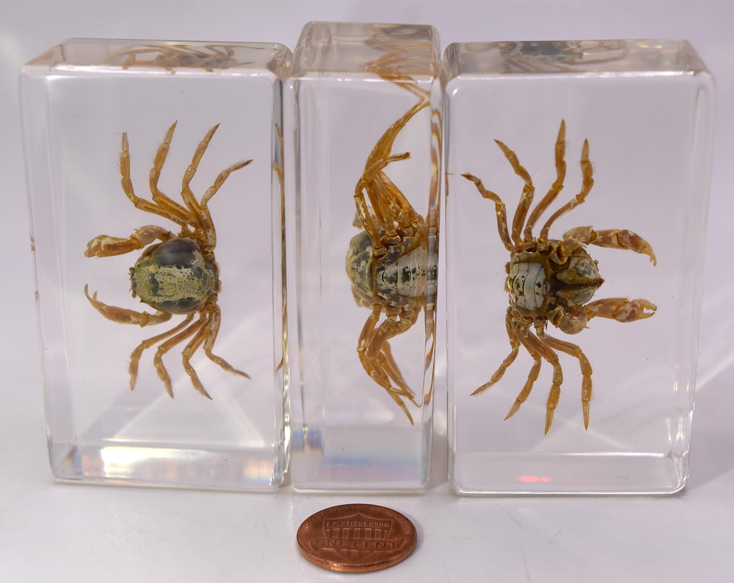 Cangrejo real de 2.874 in en resina de lucita cristalina, muestra preservada Mictyris Brevidactylus Sea Marine Aimal Taxidermia Colección de
