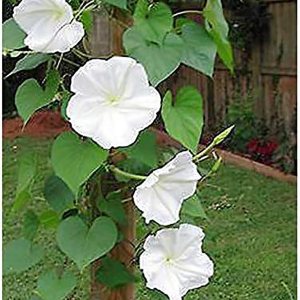 Flor de luna blanca – Semillas de vid fragantes que florecen por la noche Flor de luna blanca – Semillas de vid fragantes que florecen por la noche