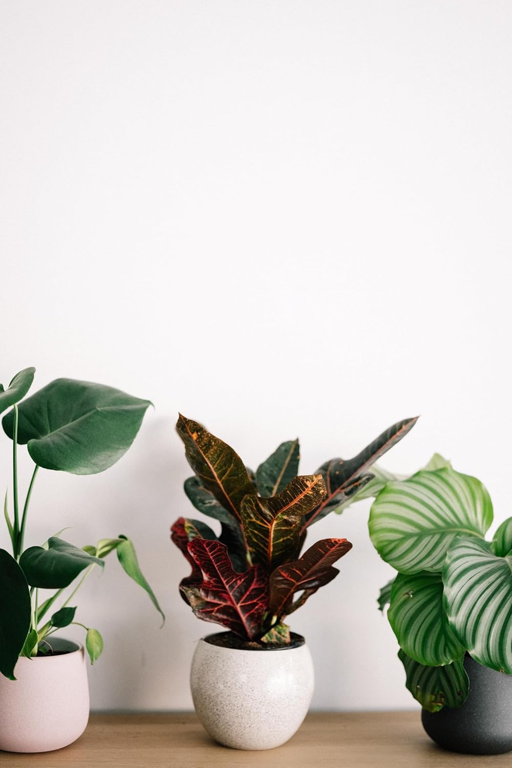 Fertilizante para plantas de interior y plantas de interior ( libra)  Gránulos de fertilizante 100% natural para plantas en macetas  Fertilizante