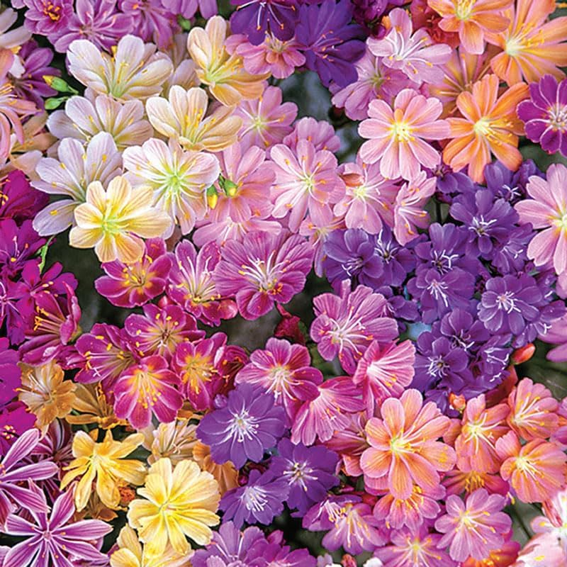 Outsidepride 100 semillas perennes Lewisia Rainbow Flower Seed Mix