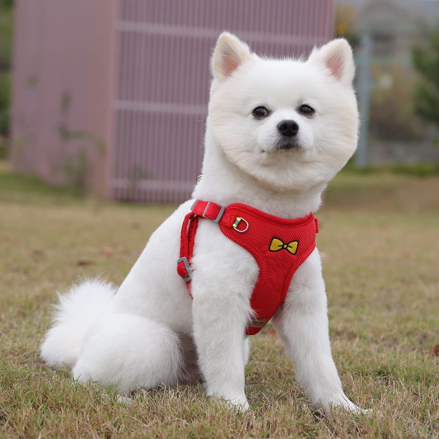 Ycpasta – Arnés para perro para perros pequeños, cómodo y suave, con diseño reflectante ajustable, arnés para perro sin tirones para caminar,