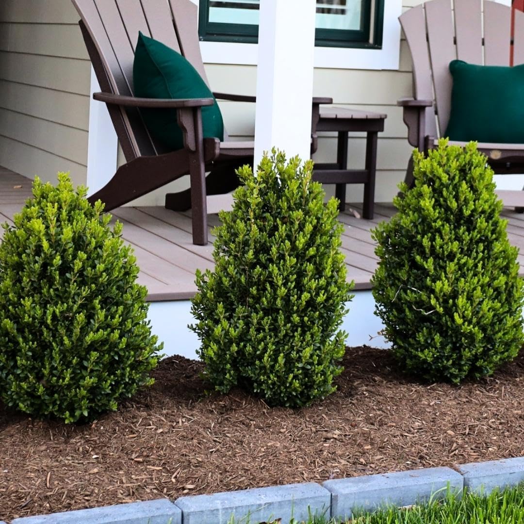 Green Mountain Boj  2 plantas vivas de tamaño galón  Elegante árbol de hoja perenne en forma de pirámide, ideal para topiario y paisajismo,